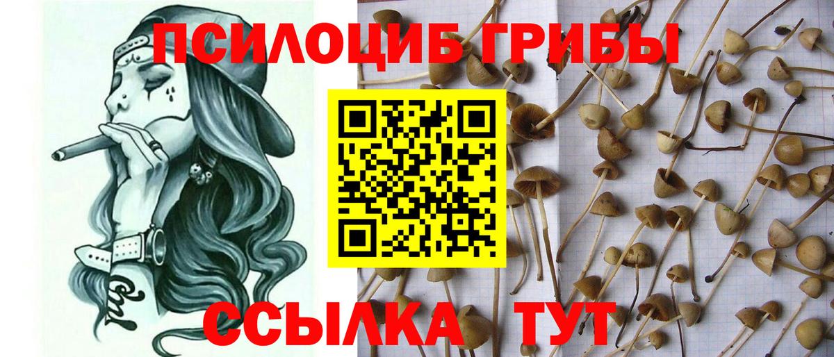 Псилоцибиновые грибы Psilocybe Барнаул